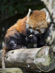 レッサーパンダ