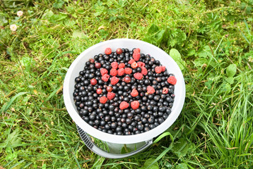 Black currants and raspberries in the bucket on the green grass