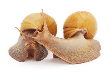 Two large snails. © voren1