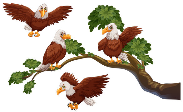Four eagles on the branch