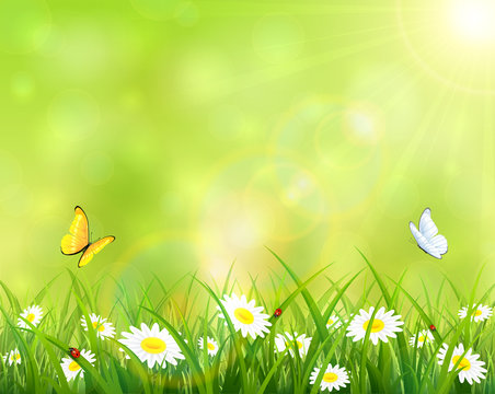 Summer background with grass and flowers
