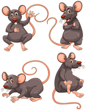 Mouse with gray fur in four actions