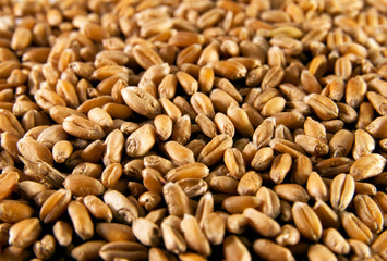 Wheat seeds