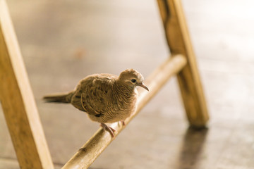 Zebra Dove standing under a wooden chair