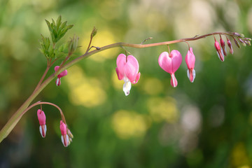 Fototapeta premium 京都府立植物園のケマンソウ