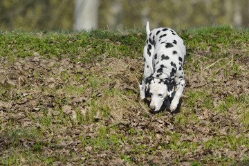 Dalmatiner Hund im Wald