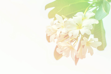 flowers on white background.