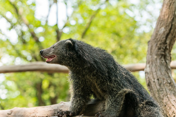 Animals scene ; Binturong or Bearcat rest on tree branch