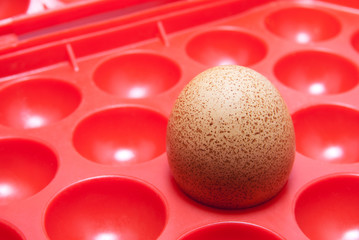One egg in a red plastic container