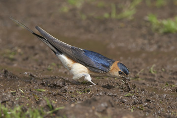 Red-rumped swallow (Cecropis daurica)