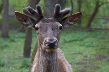 Портрет дикого оленя с рогами в лесу, который смотрит прямо