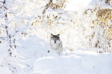Fototapeta premium Wolf stands in beautiful winter forest