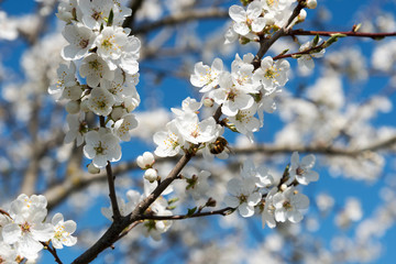 Plum tree in blossoms.