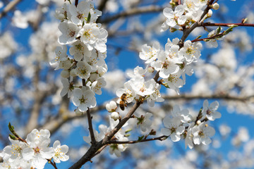Plum tree in blossoms.