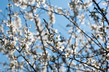 Plum tree in blossoms.