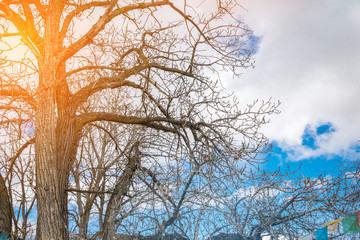 abstract tree branches canopy background