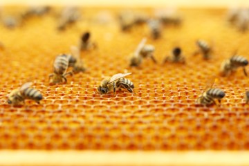 Bees on honeycomb