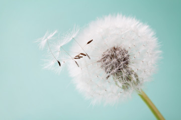 Fototapeta premium Piękny dandelion kwitnie z lataniem upierza na turkusowym tle, rocznik karta, makro-