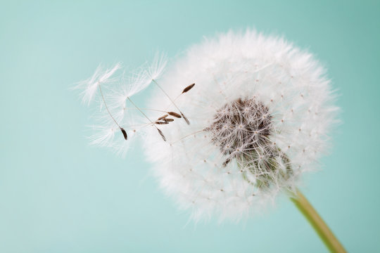 Fototapeta Piękny dandelion kwitnie z latającymi piórkami na turkusowym tle, rocznik karta, makro-