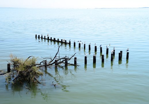 Seagulls perched on wooden, groynes, Marano lagoon, Italy