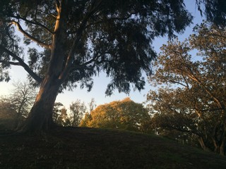 gum tree in sunlight