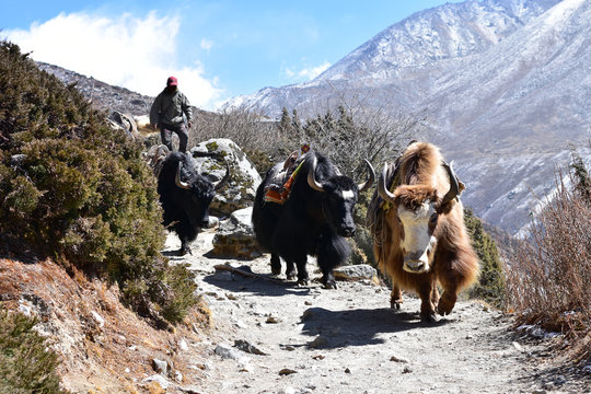 Expedition yaks on the way to Everest base camp.
