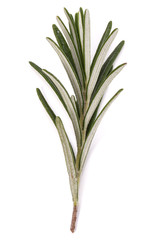 rosemary herb spice leaves isolated on white background cutout