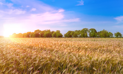 Beautiful sunset over wheat field.