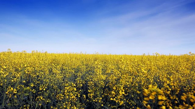Blooming canola field adn blue sky. Close up.
