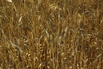 Campo di grano 