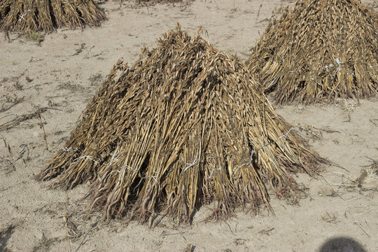 Greek organic seaseme seed pots (sesamum indicum) drying in the sun. Greece