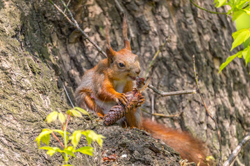 Brown squirrel eating a fir tree cone at the spring tree branch.