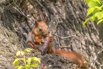 Naklejka na ściany i meble Brown squirrel eating a fir tree cone at the spring tree branch.