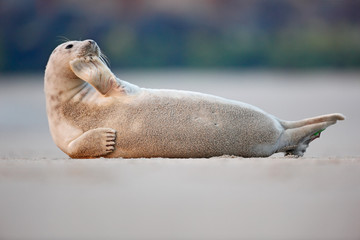Fototapeta premium Atlantic Grey Seal, Halichoerus grypus, detail portrait, at the sand beach, cute animal in the nature coast habitat, France