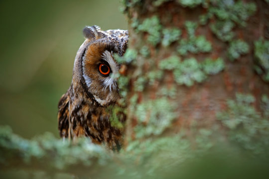 Hidden portrait Long-eared Owl with big orange eyes behind larch tree trunk, wild animal in the nature habitat, Sweden