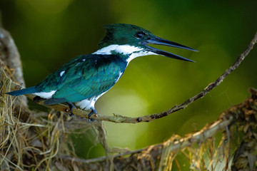 Amazon Kingfisher, Chloroceryle amazona. Green and white kingfisher bird sitting on the branch. Kingfisher in the nature habitat in Costa Rica, Kingfisher in the forest near the river.