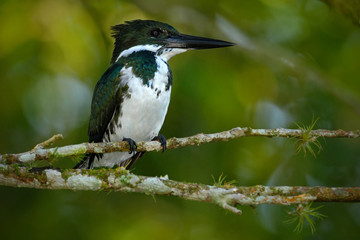 Amazon Kingfisher, Chloroceryle amazona. Green and white kingfisher bird sitting on the branch. Kingfisher in the nature habitat in Costa Rica