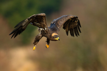Steppe Eagle, Aquila nipalensis, bird moving action scene, flying dark brawn bird of prey with large wingspan, Norway