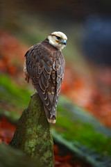 Lanner Falcon, Falco biarmicus, bird of prey sitting on the stone, orange habitat in the autumn forest, rare animal, France