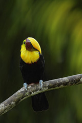 Toucan, Big beak bird Chesnut-mandibled sitting on the branch in tropical rain with green jungle background, animal in the nature habitat, Panama