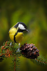 Fototapeta premium Great Tit, Parus major, black and yellow songbird sitting on the nice lichen tree branch with cone, little bird in the nature forest habitat, Germany