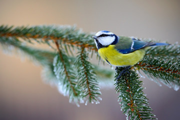 Fototapeta premium Blue Tit, cute blue and yellow songbird in winter scene, snow flake and nice spruce tree branch, Sweden