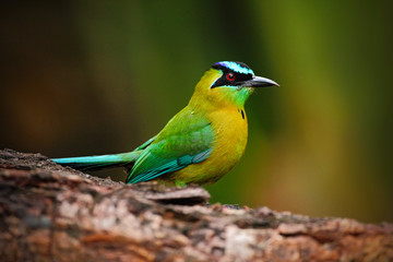 Blue-crowned Motmot, Momotus momota, portrait of nice green and yellow bird, wild nature, animal in the nature forest habitat, Nicaragua