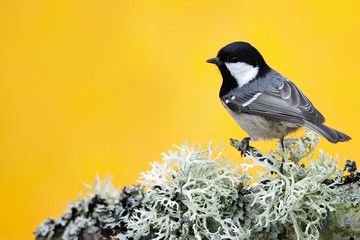 Coal Tit, songbird sitting on beautiful lichen branch with clear yellow background, animal in the nature habitat, Germany
