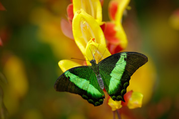 Green swallowtail buterfly, Papilio palinurus, insect in the nature habitat, red and yellow liana flower, Indonesia, Asia
