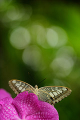 Beautiful butterfly, Clipper, Parthenos sylvia. Butterfly resting on the green branch, insect in the nature habitat. Butterfly sitting on the pink wild orchid in India. Wildlife scene in green forest.