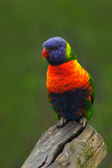Colourful parrot Rainbow, Lorikeets Trichoglossus haematodus, sitting on the branch, animal in the nature habitat, Australia