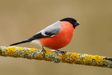 Bullfinch, Pyrrhula pyrrhula, sitting on yellow lichen branch, Sumava, Czech republic, red male...