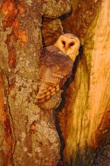 Barn owl sitting on tree trunk at the evening with nice light near the nest hole, bird in the nature habitat, hidden in the tree, France