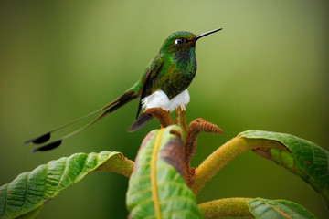 Booted Racket-tail, Ocreatus underwoodii, rare hummingbird from Ecuador, green bird sitting on a beautiful flower, action scene in tropical forest, animal in the nature habitat, white carpet slippers © ondrejprosicky